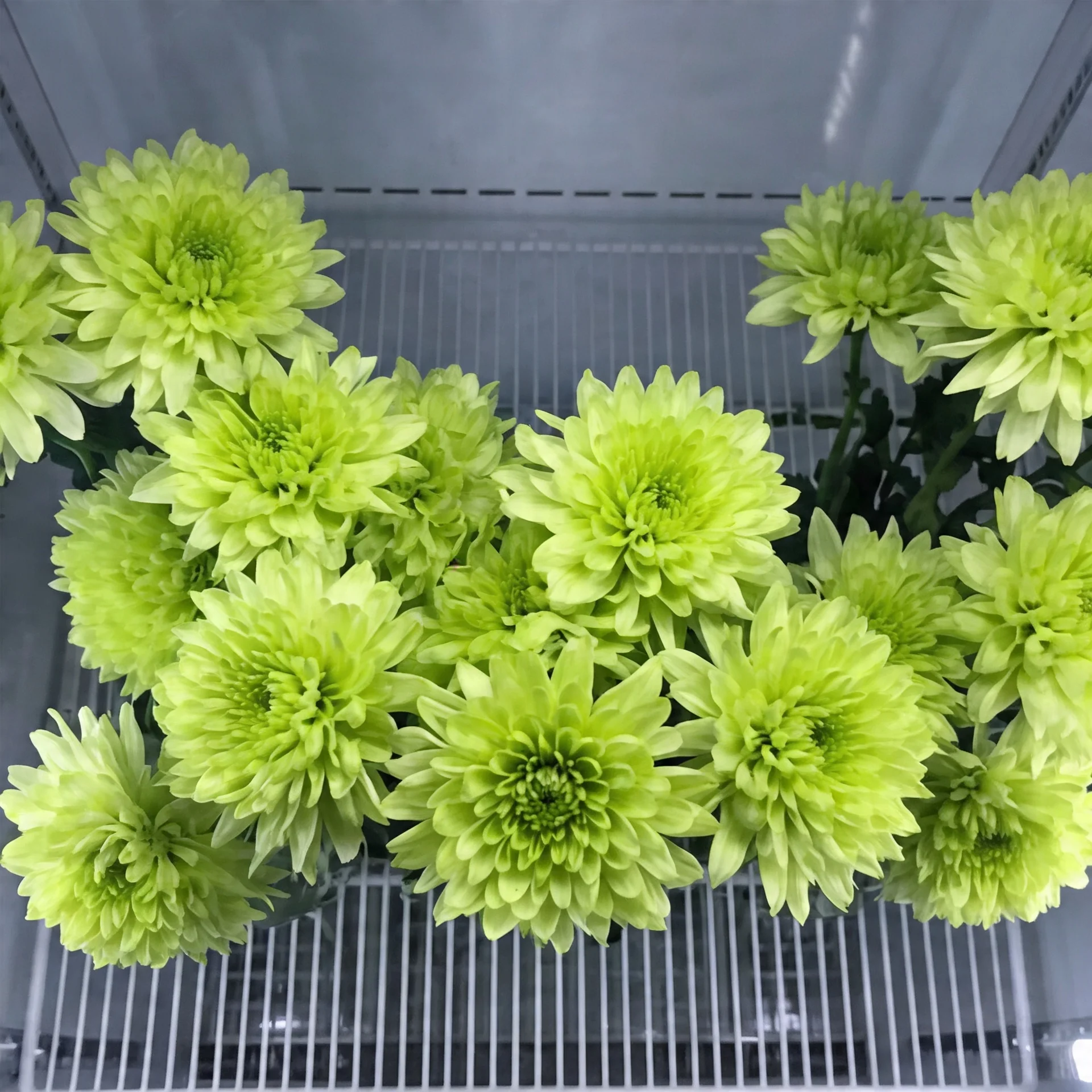 Kasımpatı (Chrysanthemum) yeşil | Işıkcan Flora Shop