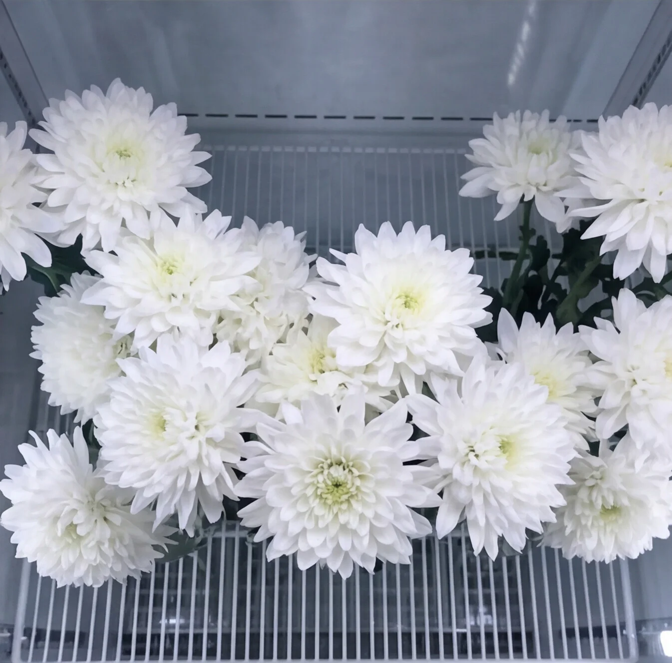 Kasımpatı (Chrysanthemum) beyaz | Işıkcan Flora Shop