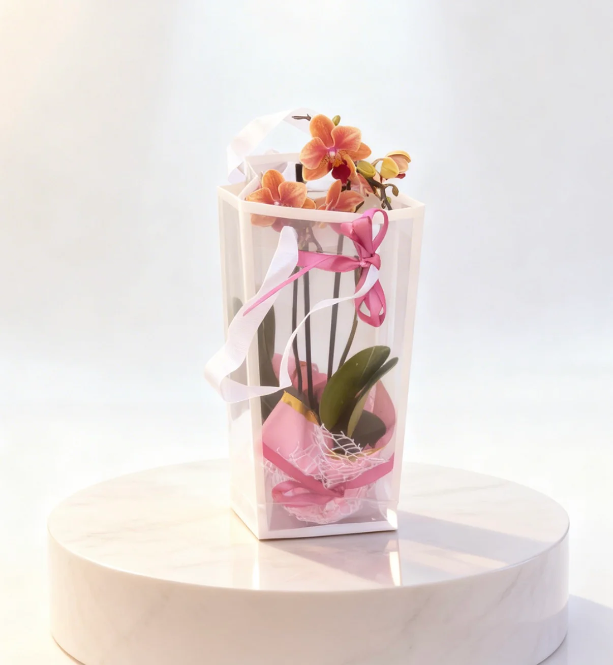 Ambalajlı Mini Orkide | Işıkcan Flora Shop
